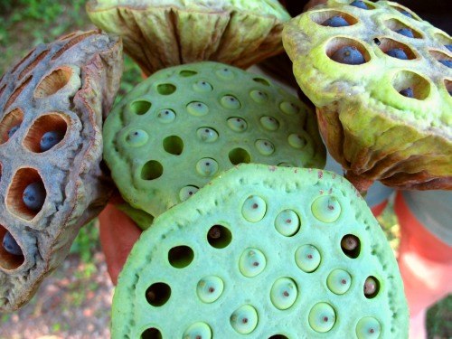 Семена лотоса